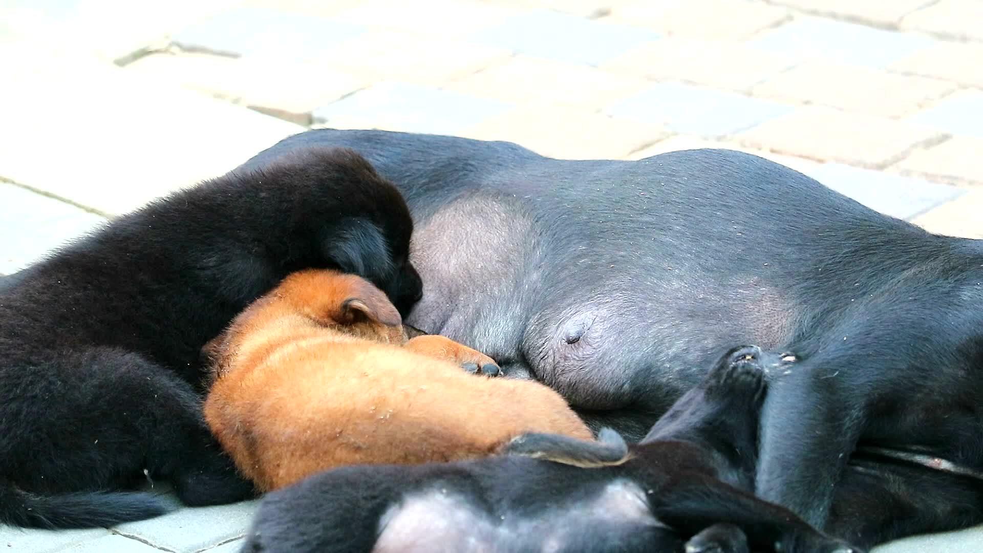 流浪狗睡着的时候在吸母狗视频的预览图