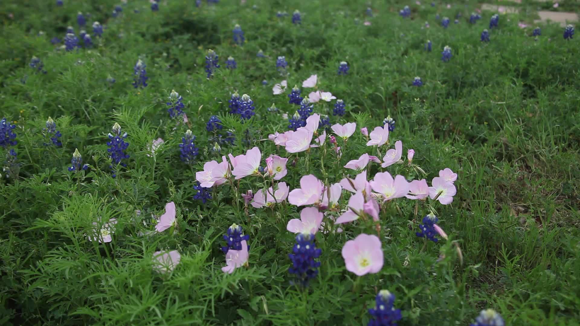蓝邦花花和长春花视频的预览图