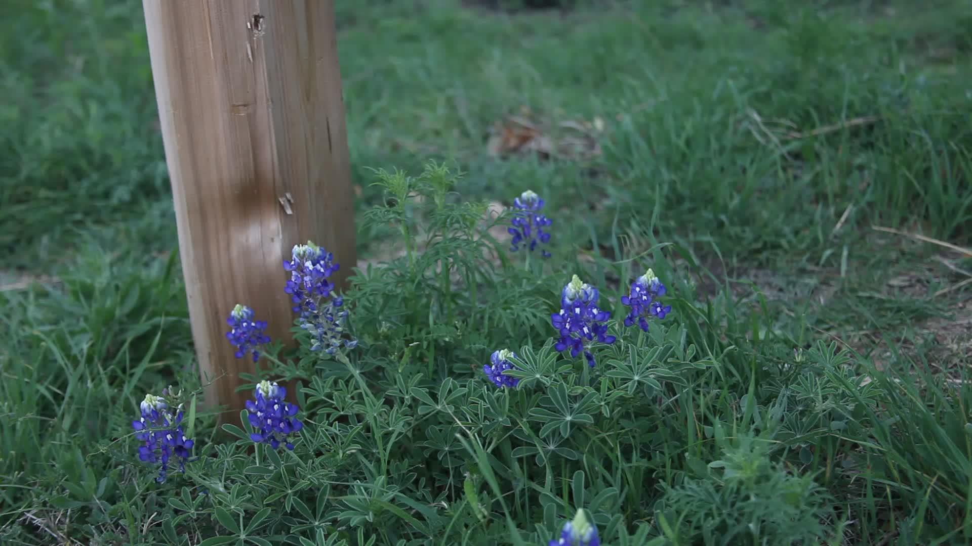 蓝色的花朵环绕着篱笆视频的预览图