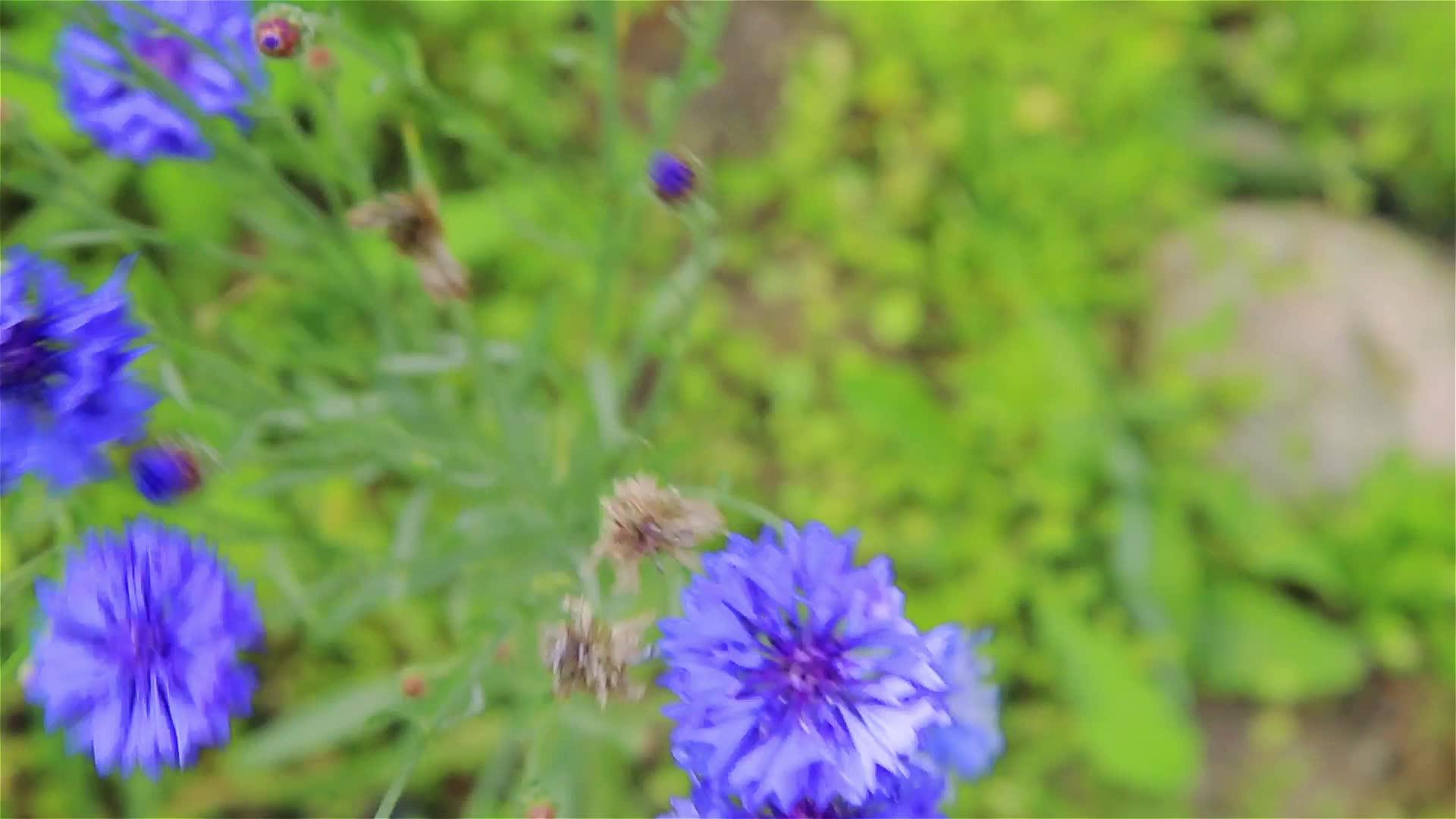 蓝色的花朵和紫色的夏季花园视频的预览图