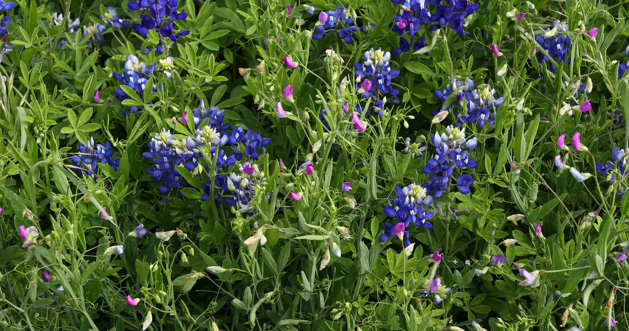 蓝色花朵与其他粉色花朵在一起视频的预览图