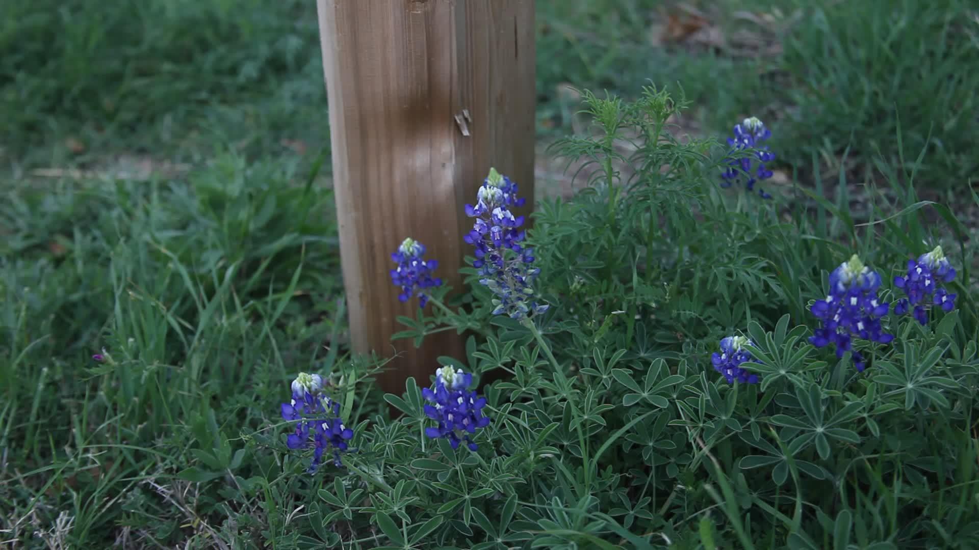 蓝蓬花和栅栏柱视频的预览图