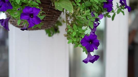 紫色或紫色的花朵视频的预览图