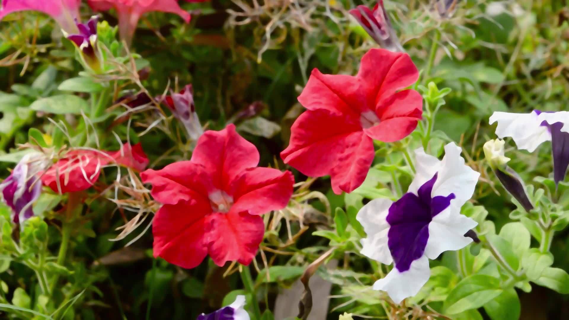 花园里的三色堇野生小提琴开花植物有红色、白色和紫色视频的预览图