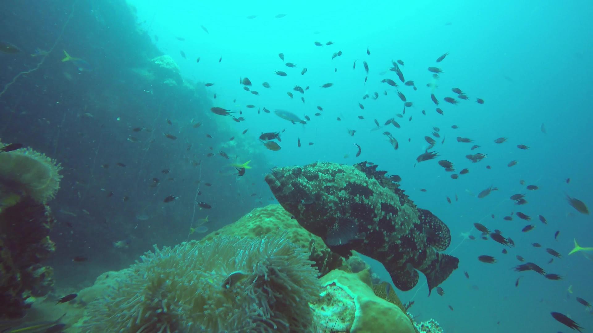 海洋水肺潜水水下热带珊瑚礁海景在海洋水生珊瑚生态系统视频的预览图