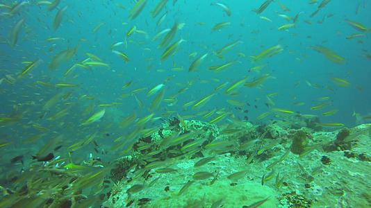 海洋水肺潜水水下热带珊瑚礁海景在海洋水生珊瑚生态系统视频的预览图