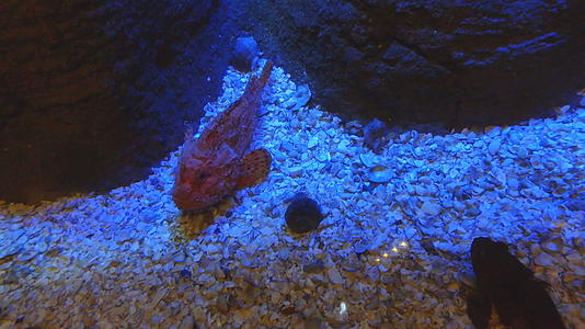 三鱼位于水族馆底部的致命鱼视频的预览图