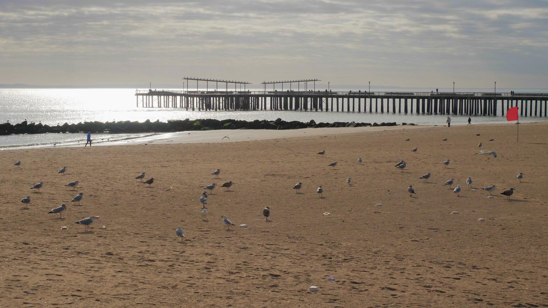 海鸥在海滩上视频的预览图