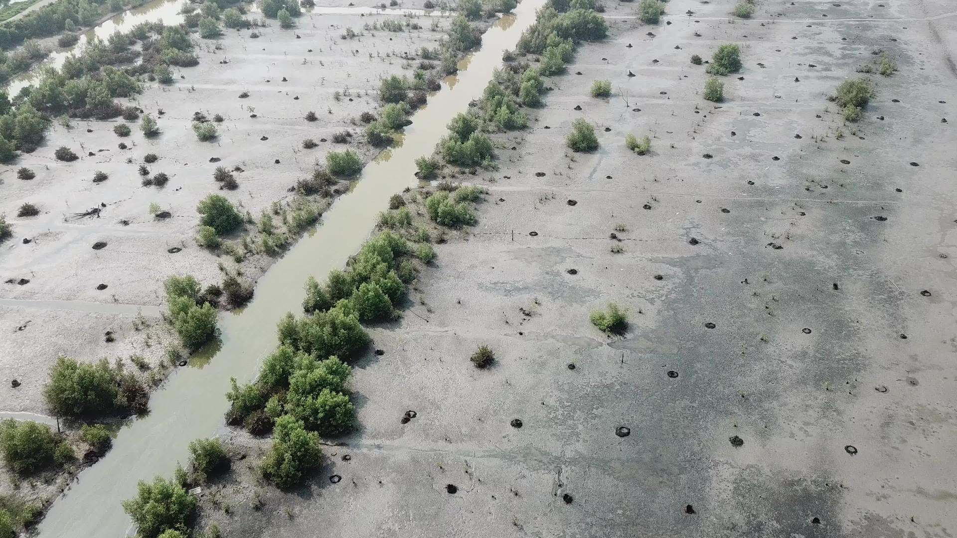 空中鸟与红树一起在湿地飞行视频的预览图