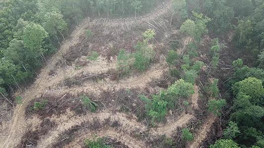 Malaysia破坏地区森林视频的预览图