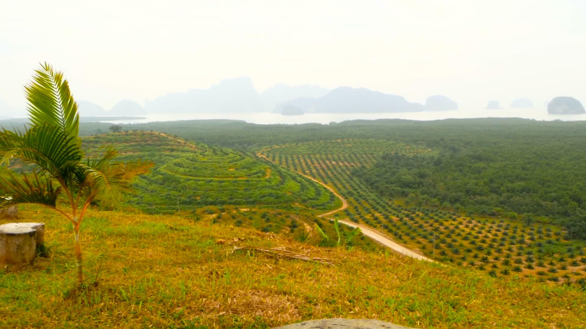油棕榈树种植园见于上述热带地貌视频的预览图