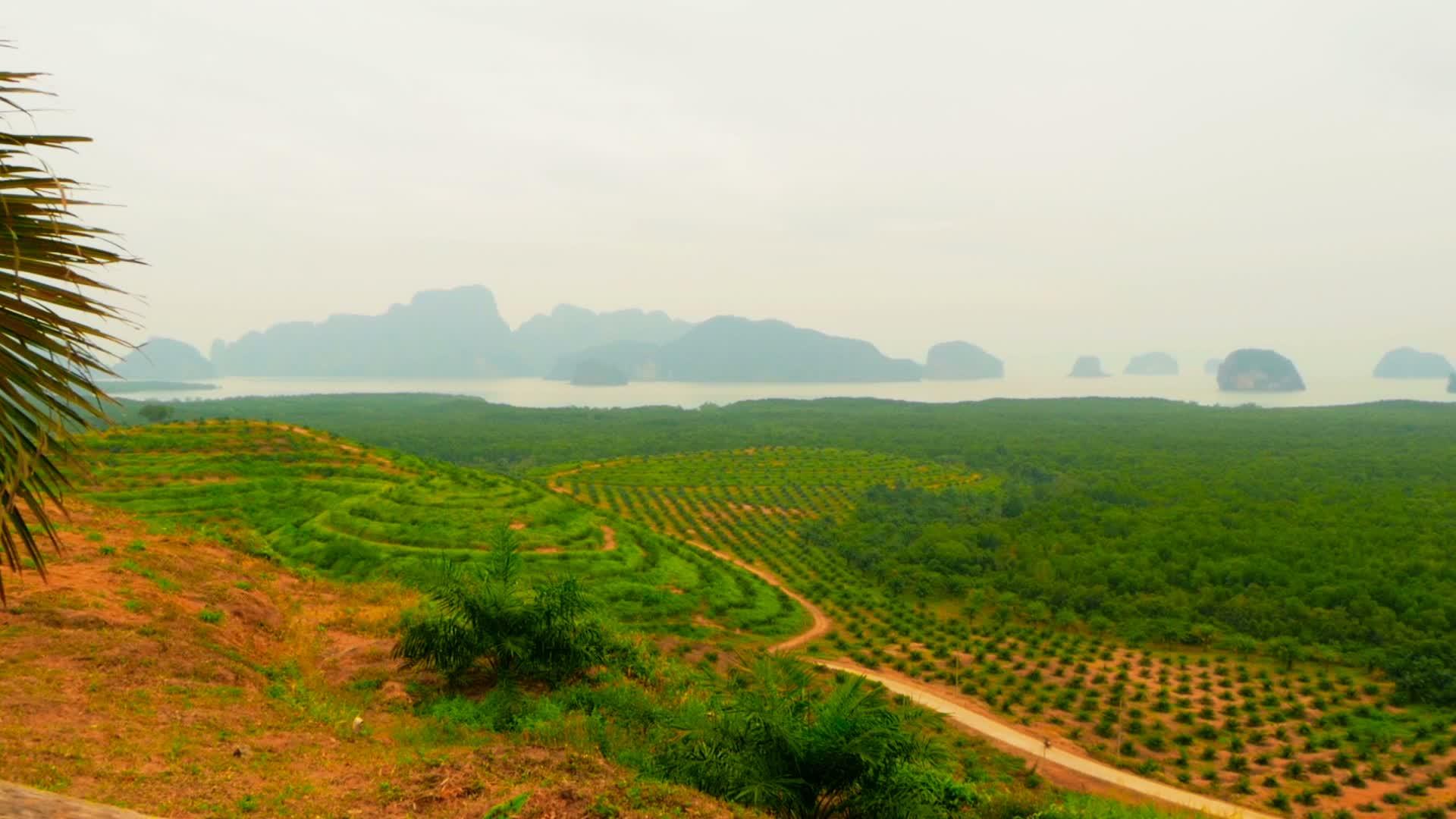 油棕榈树种植园见于上述热带地貌视频的预览图