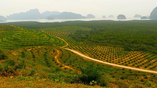 油棕榈树种植园见于上述热带地貌视频的预览图