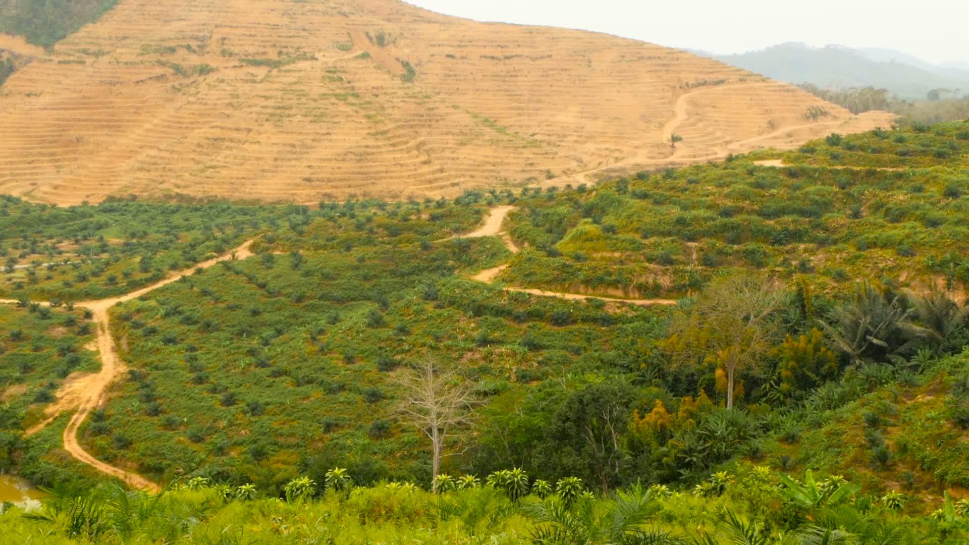 油棕榈树种植园见于上述热带地貌视频的预览图