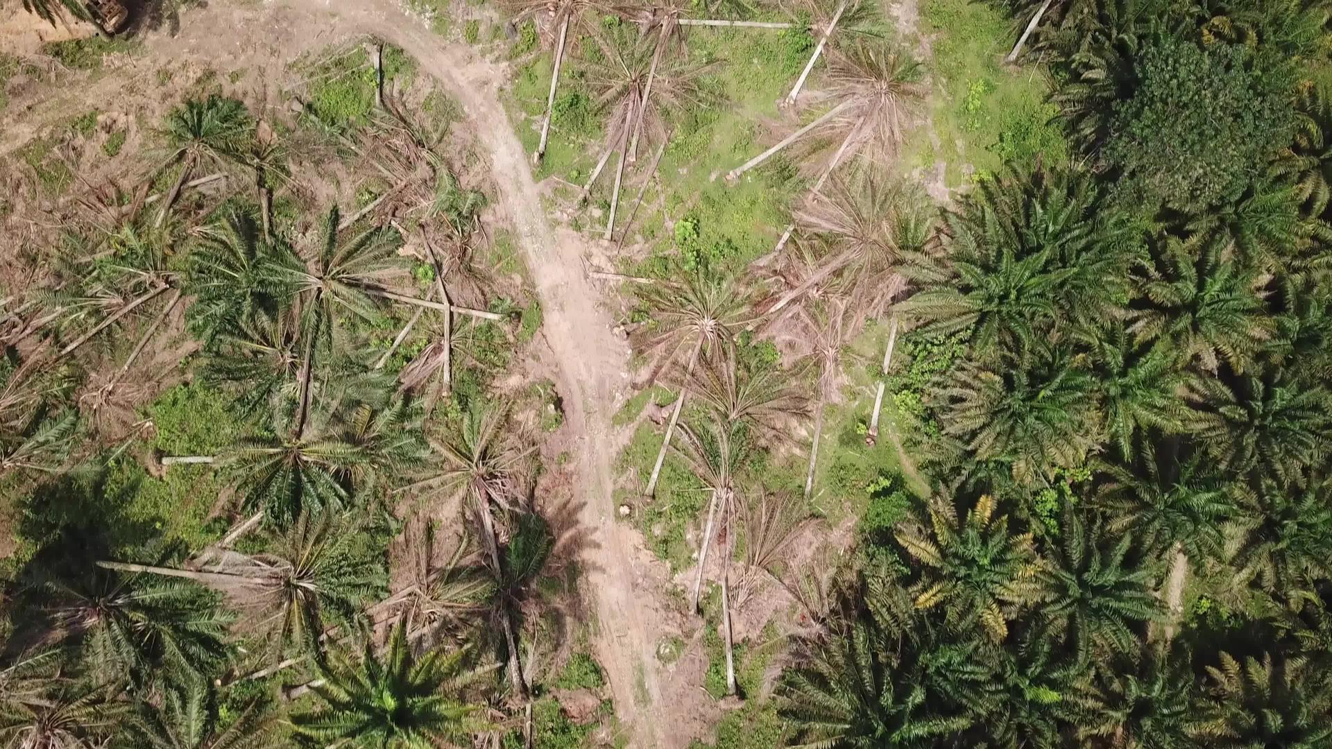 Malaysia油棕榈种植园土地清洁活动视频的预览图