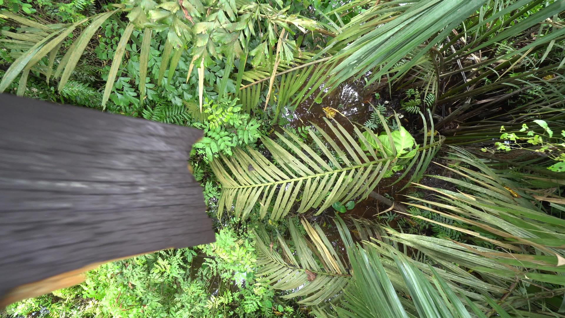 树冠行走时的木块视频的预览图
