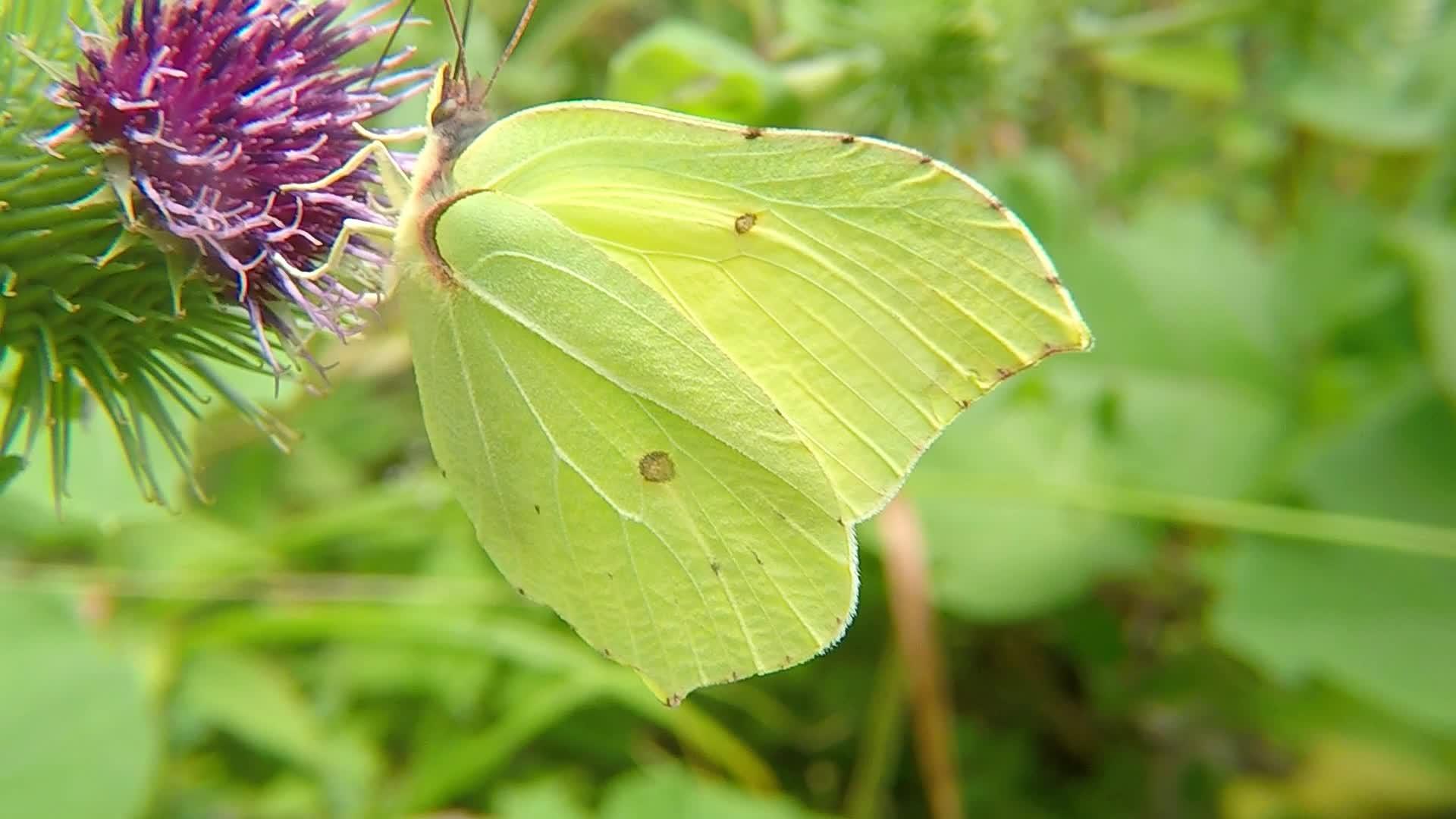 白石蝴蝶在德国花朵上方视频的预览图
