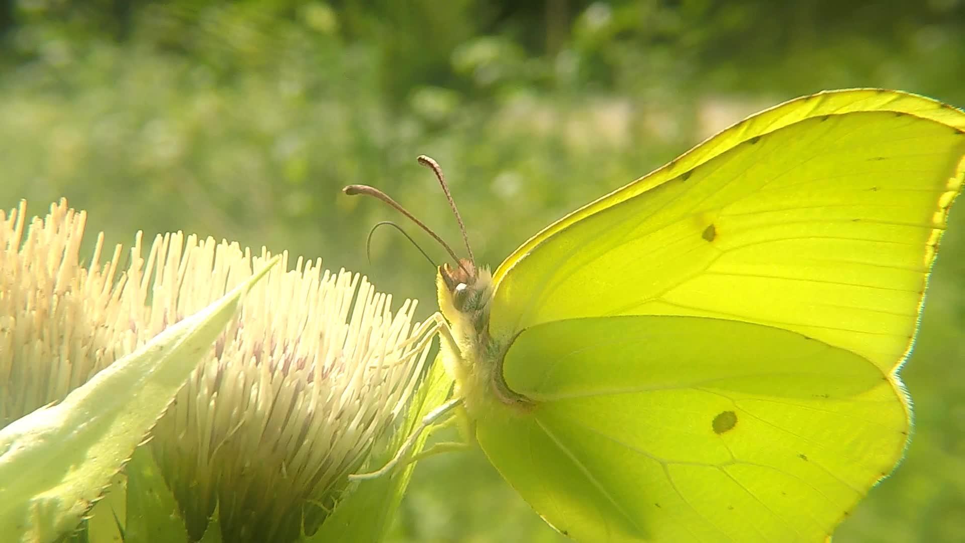 褐石蝴蝶视频的预览图