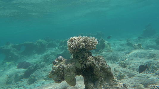 珊瑚礁是美丽海底世界珊瑚礁的一部分视频的预览图
