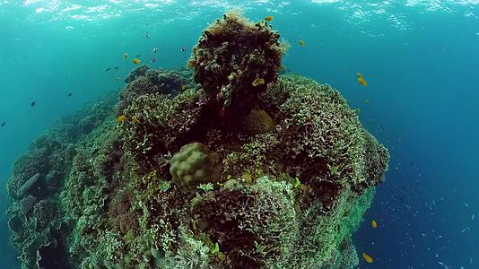 珊瑚礁场景热带水下海珊瑚和软珊瑚水下景观视频的预览图