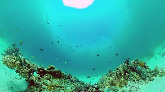 珊瑚礁场景热带水下海珊瑚和软珊瑚水下景观视频的预览图