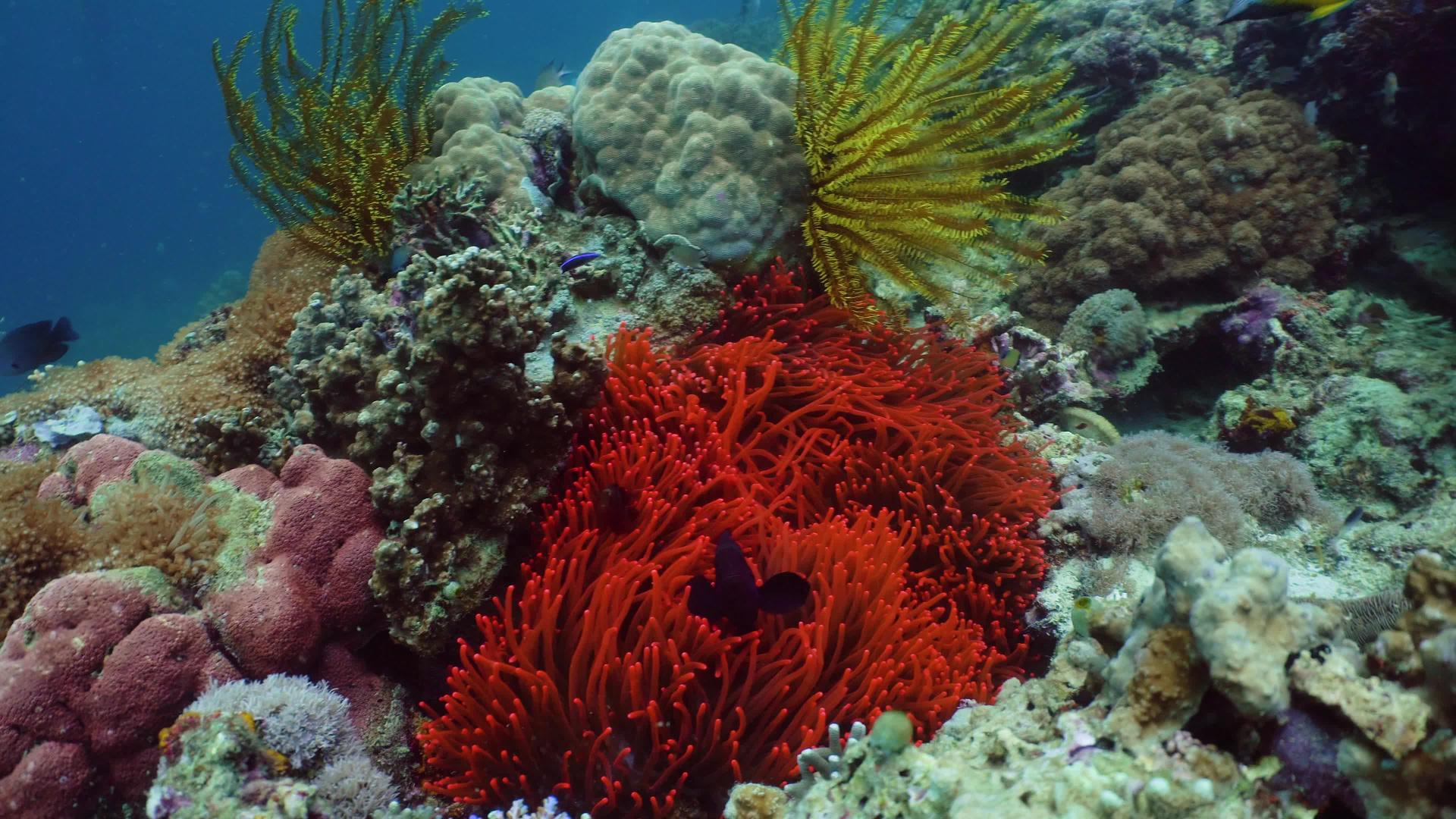 珊瑚礁和水下鱼类视频的预览图