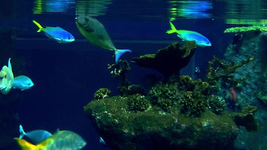 一个美丽的水下世界有丰富多彩的鱼视频的预览图