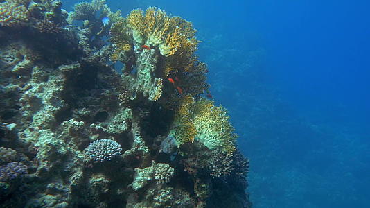 水下世界和珊瑚礁居民视频的预览图