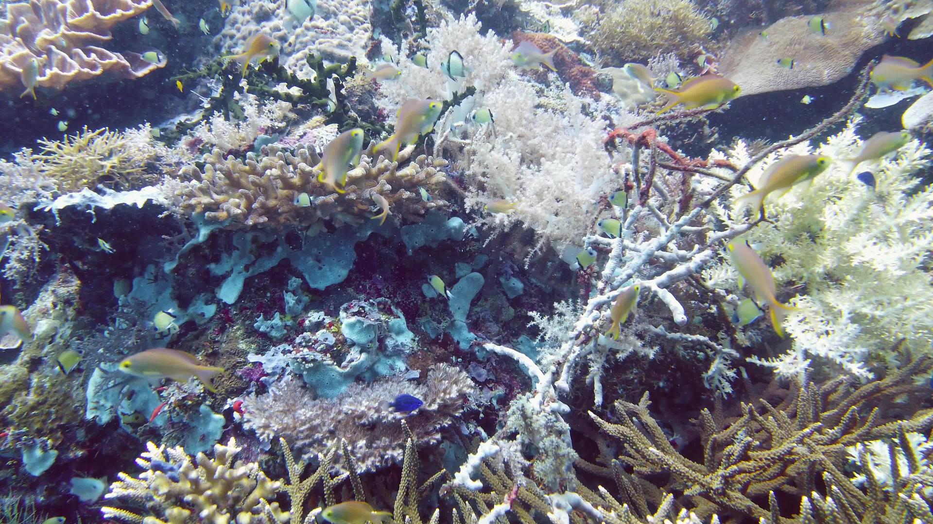 莱特菲利平鱼水下珊瑚礁和热带鱼类视频的预览图