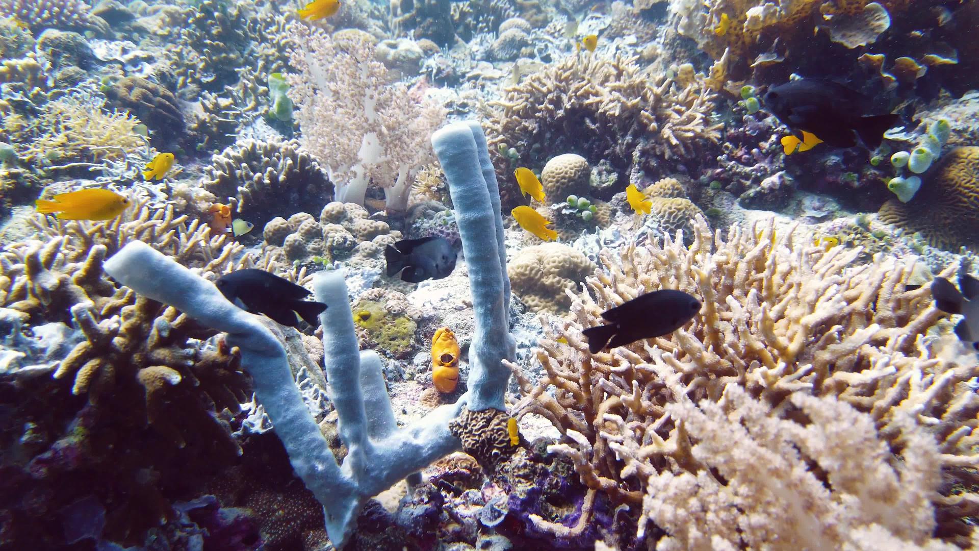 莱特菲利平鱼水下珊瑚礁和热带鱼类视频的预览图