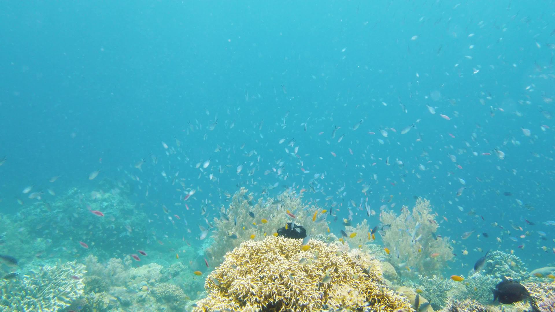 莱特菲利平鱼和热带鱼类视频的预览图
