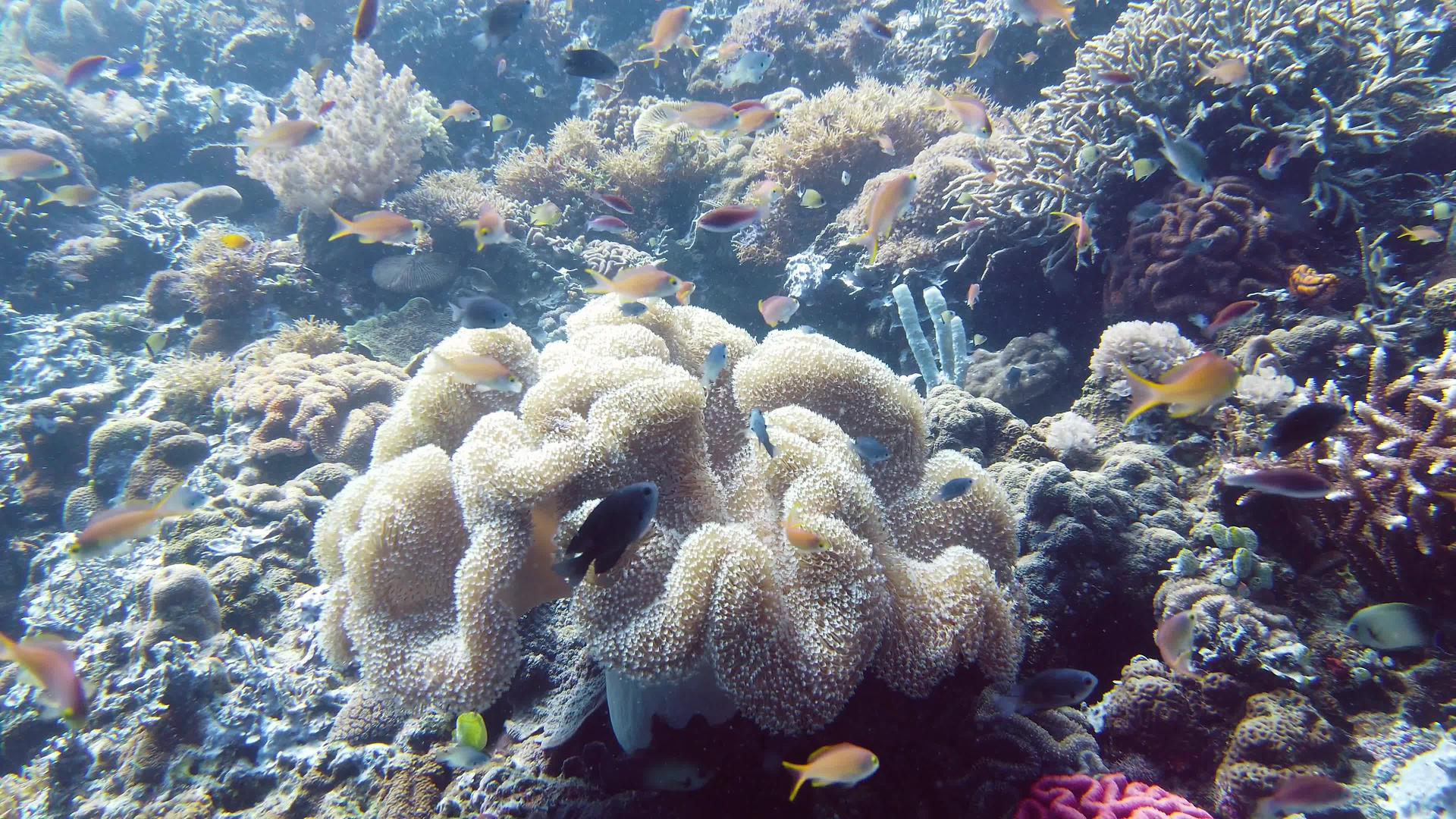 水下珊瑚礁的世界视频的预览图