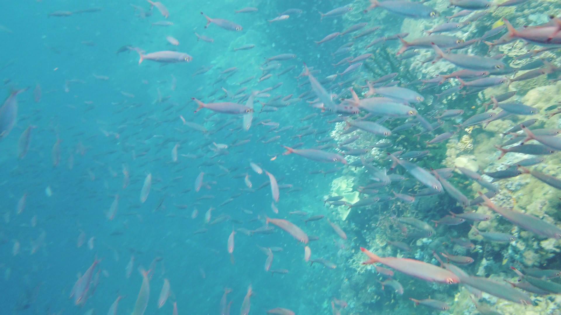 莱特菲利平鱼和热带鱼类视频的预览图