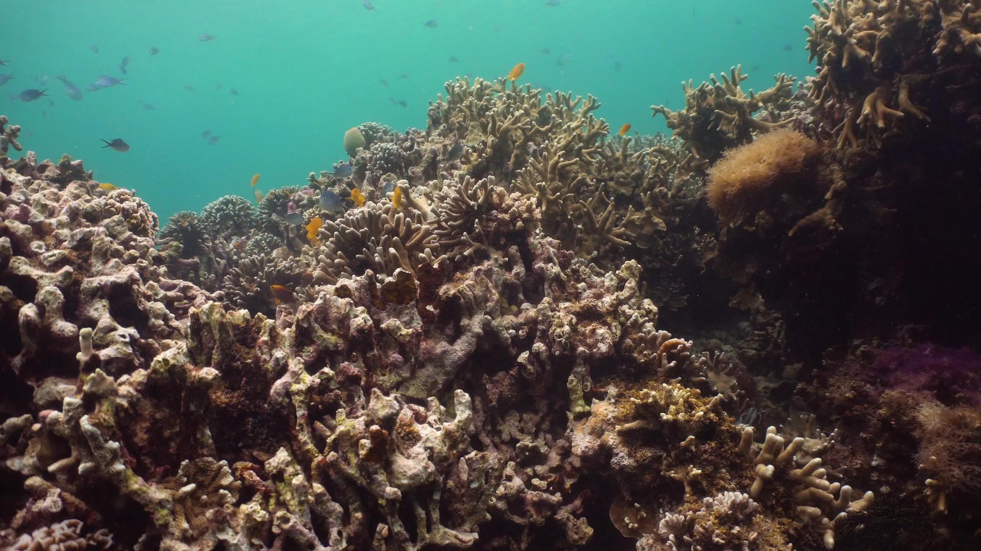 珊瑚礁和水下鱼类视频的预览图