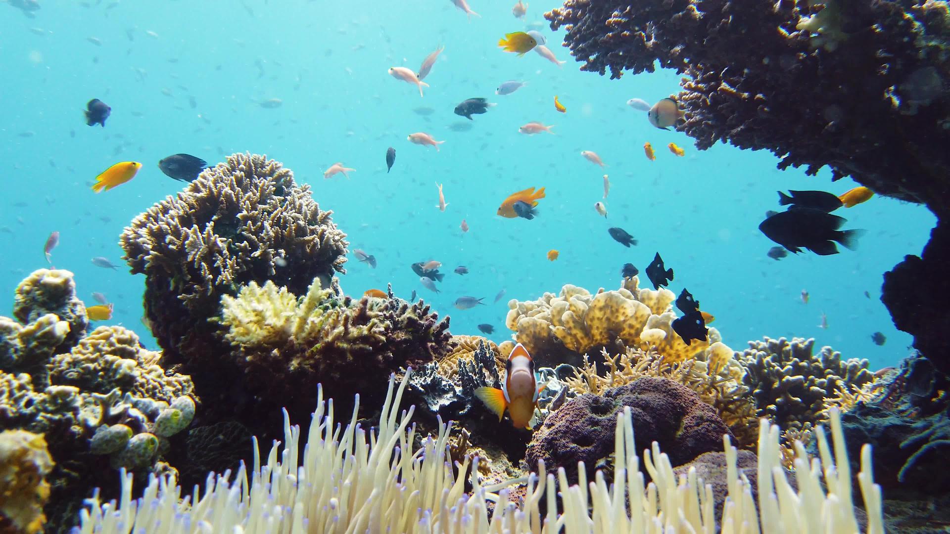 莱特菲利平在水下的世界珊瑚礁视频的预览图