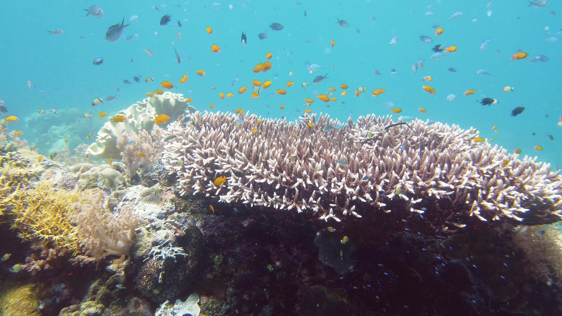 珊瑚礁和鱼在水下视频的预览图