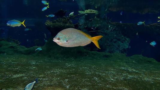 海洋中小鱼的水下摄像头视图视频的预览图