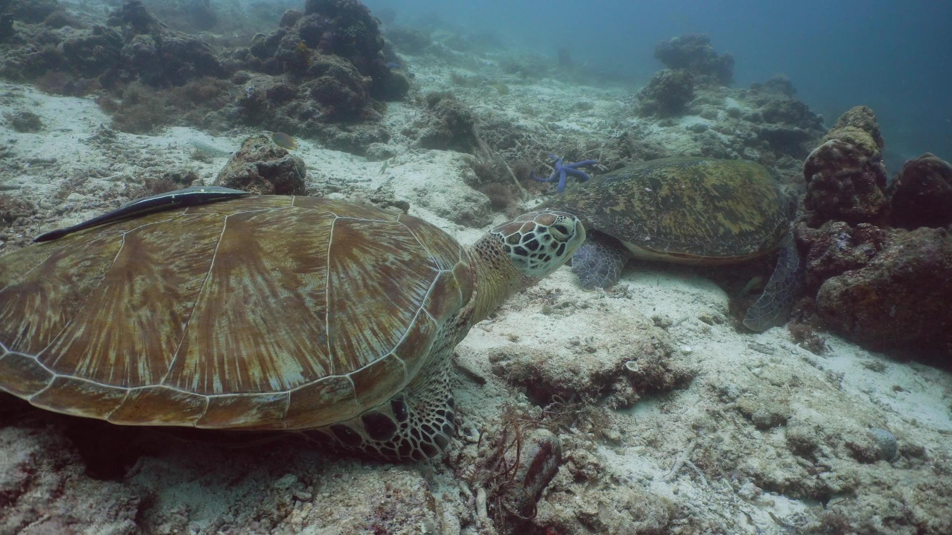 水下绿龟菲利平鱼视频的预览图