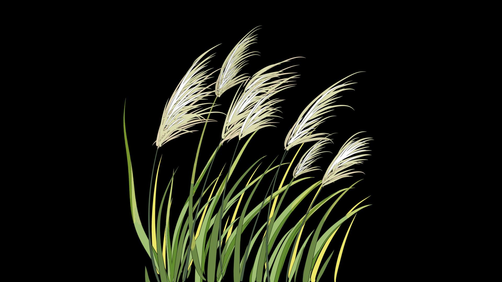 中国卡通风芦苇白露元素视频的预览图