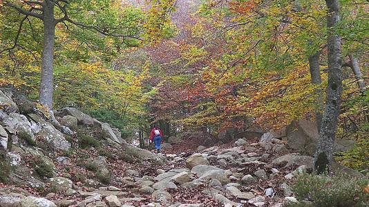 秋天女青年在山脚下的森林里行走视频的预览图
