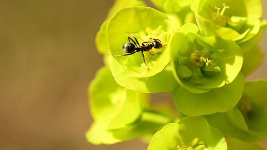 春天在德国的花朵上木头被用作刺青的蚂蚁视频的预览图