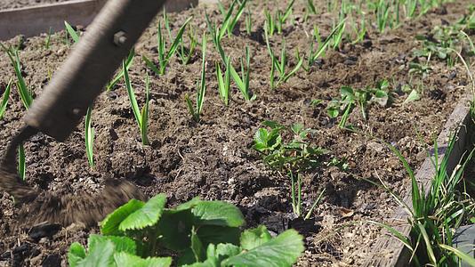 在草莓周围耕种在花园床上用平刀和绿大蒜视频的预览图