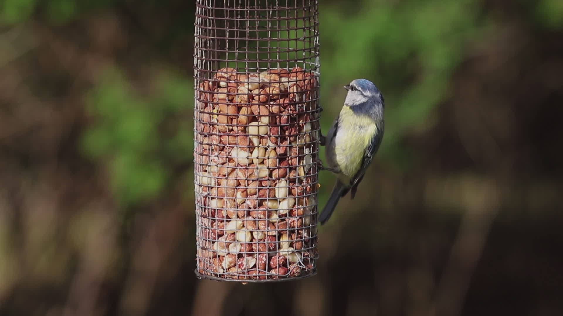 欧洲蓝奶鸟喂养视频的预览图
