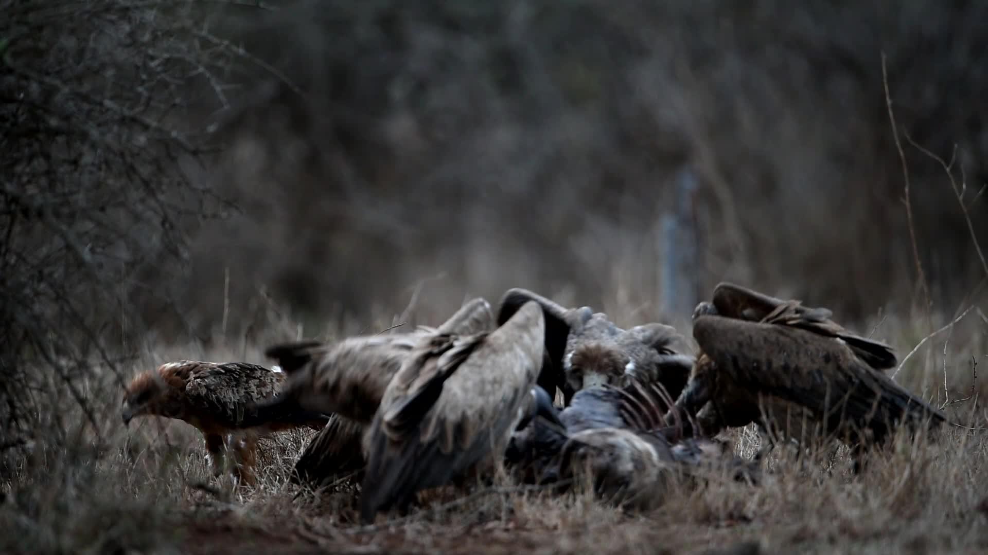 秃鹫在荒野中吃尸体视频的预览图
