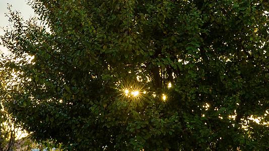 阳光照在树叶之间视频的预览图