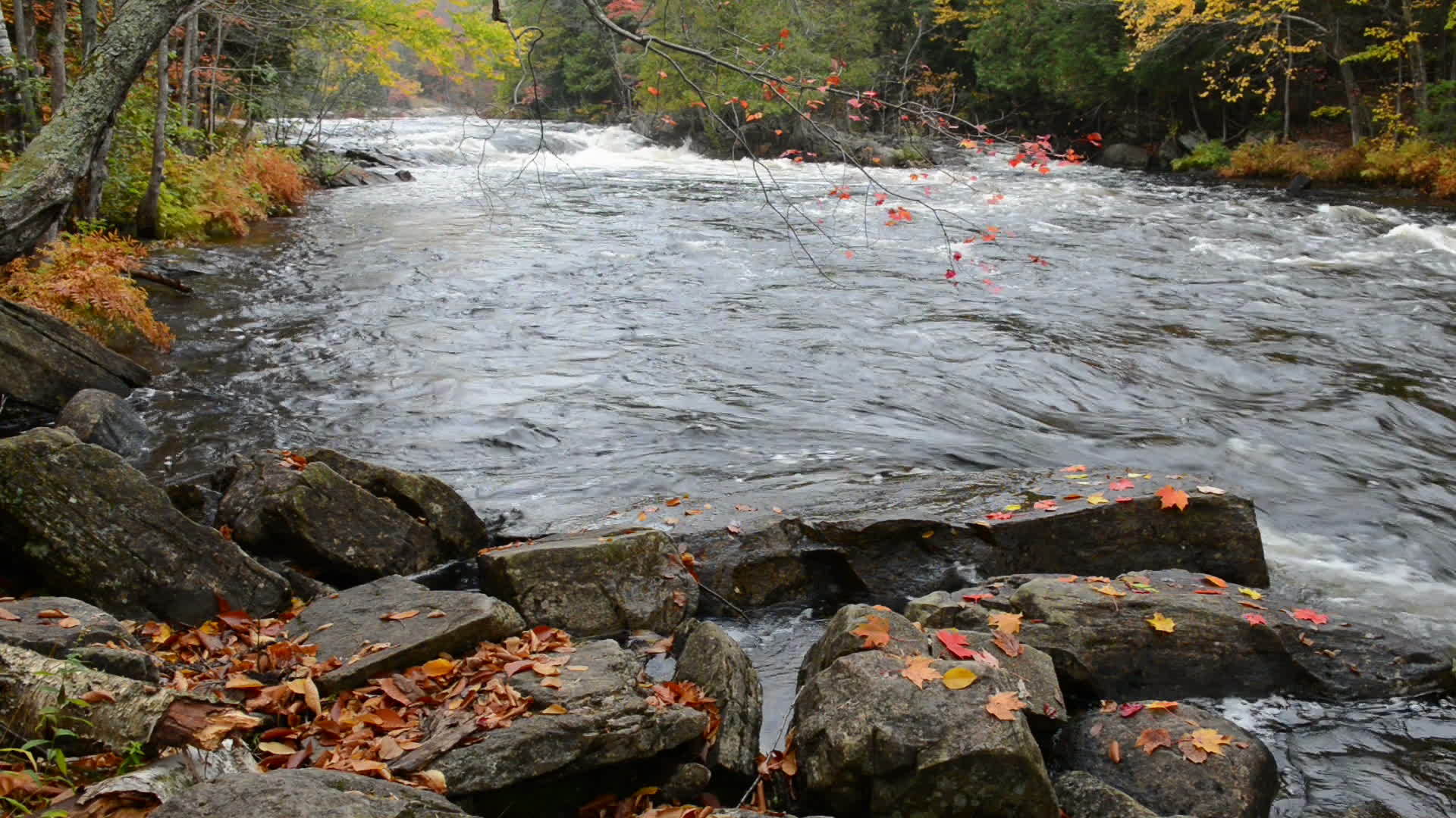 河边巨大的巨石和丰富多彩的秋林视频的预览图