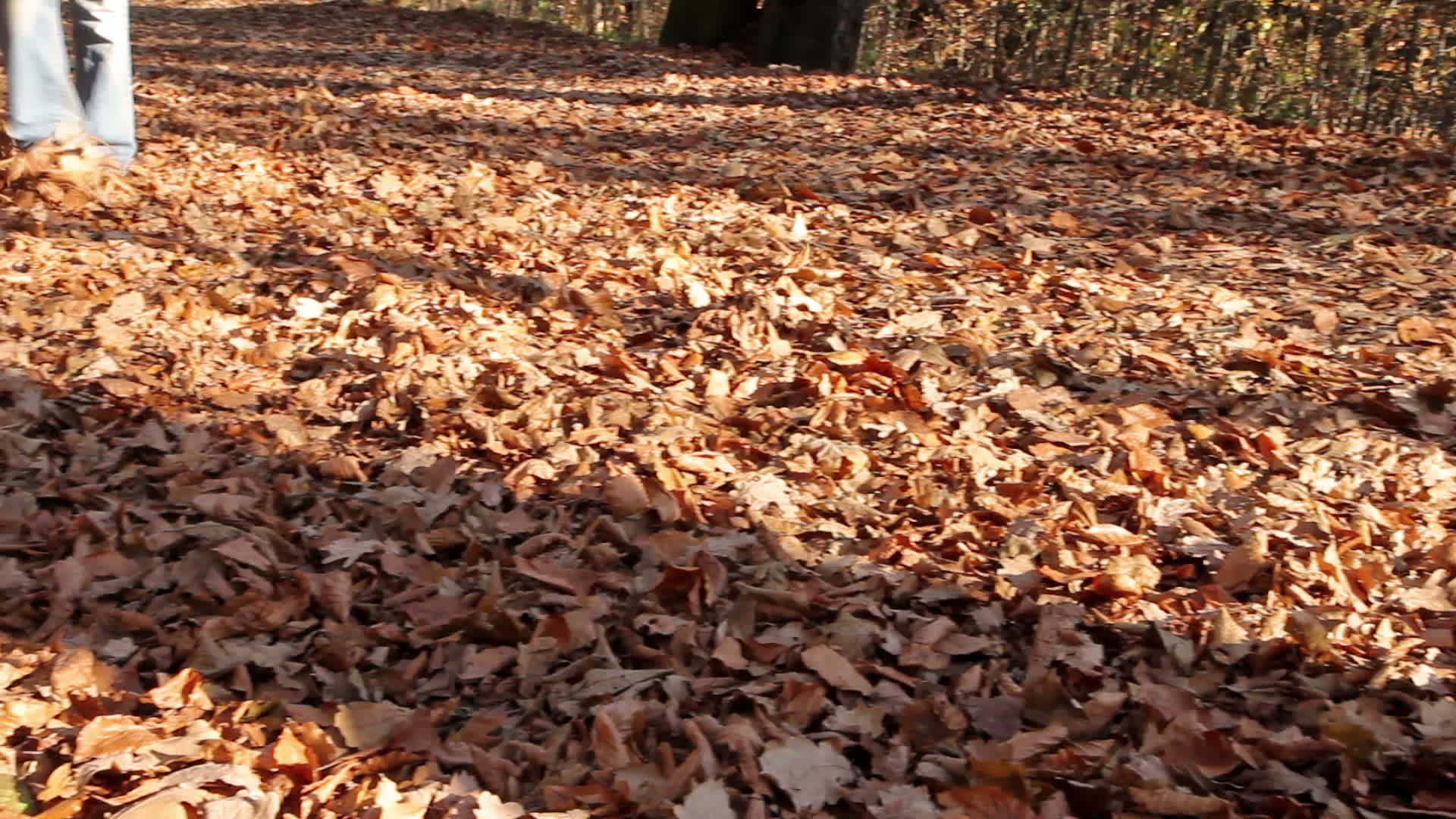 秋天在公园散步视频的预览图