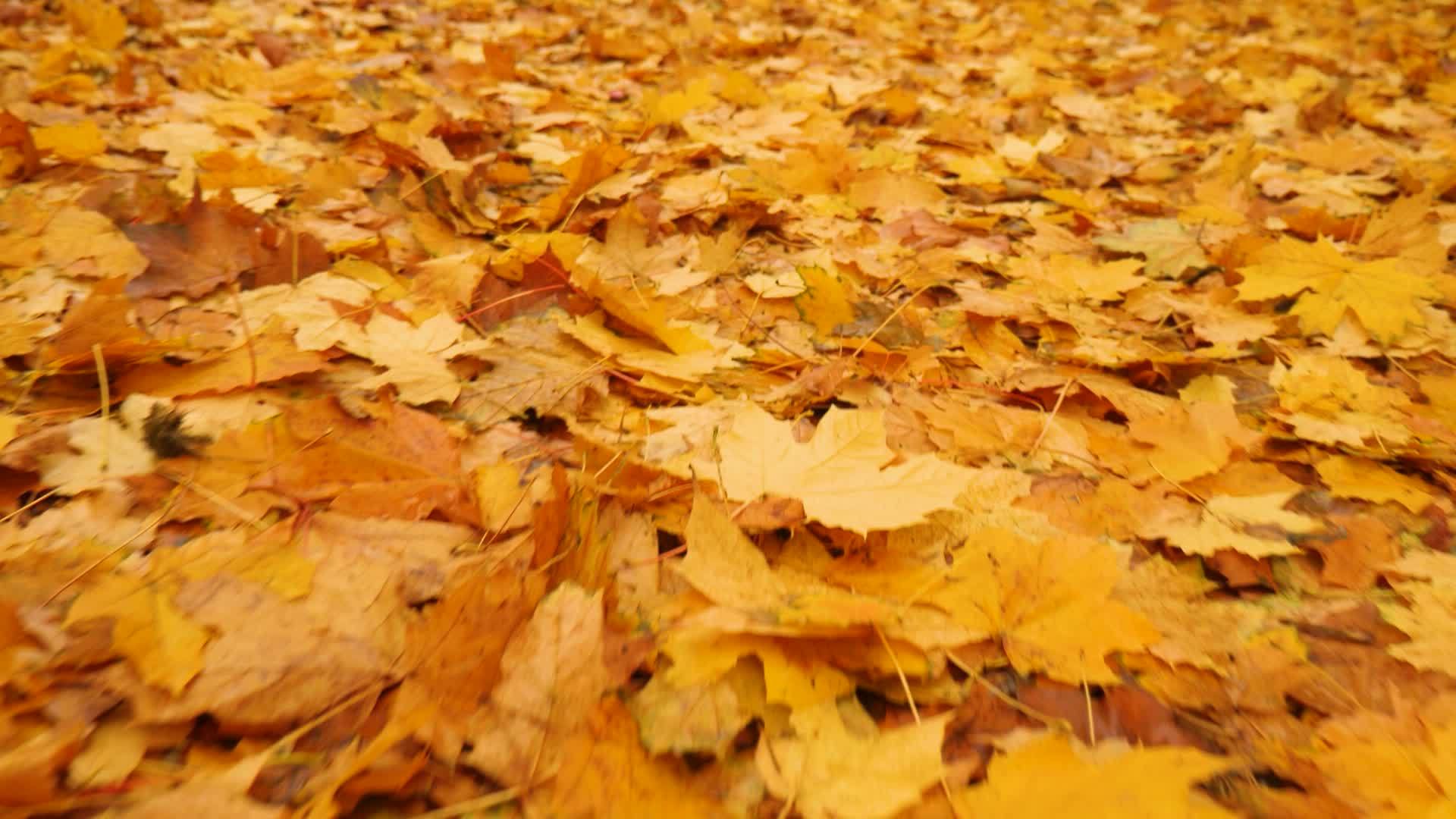秋天落叶的彩色背景图片非常适合视频的预览图