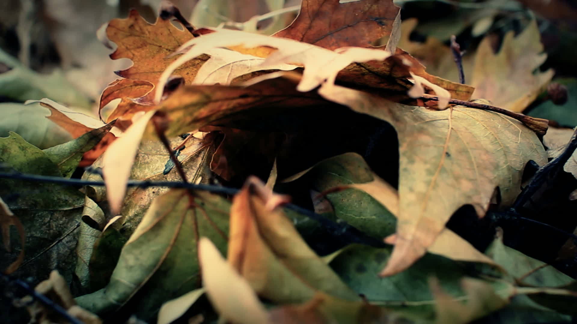秋叶橡树叶视频的预览图