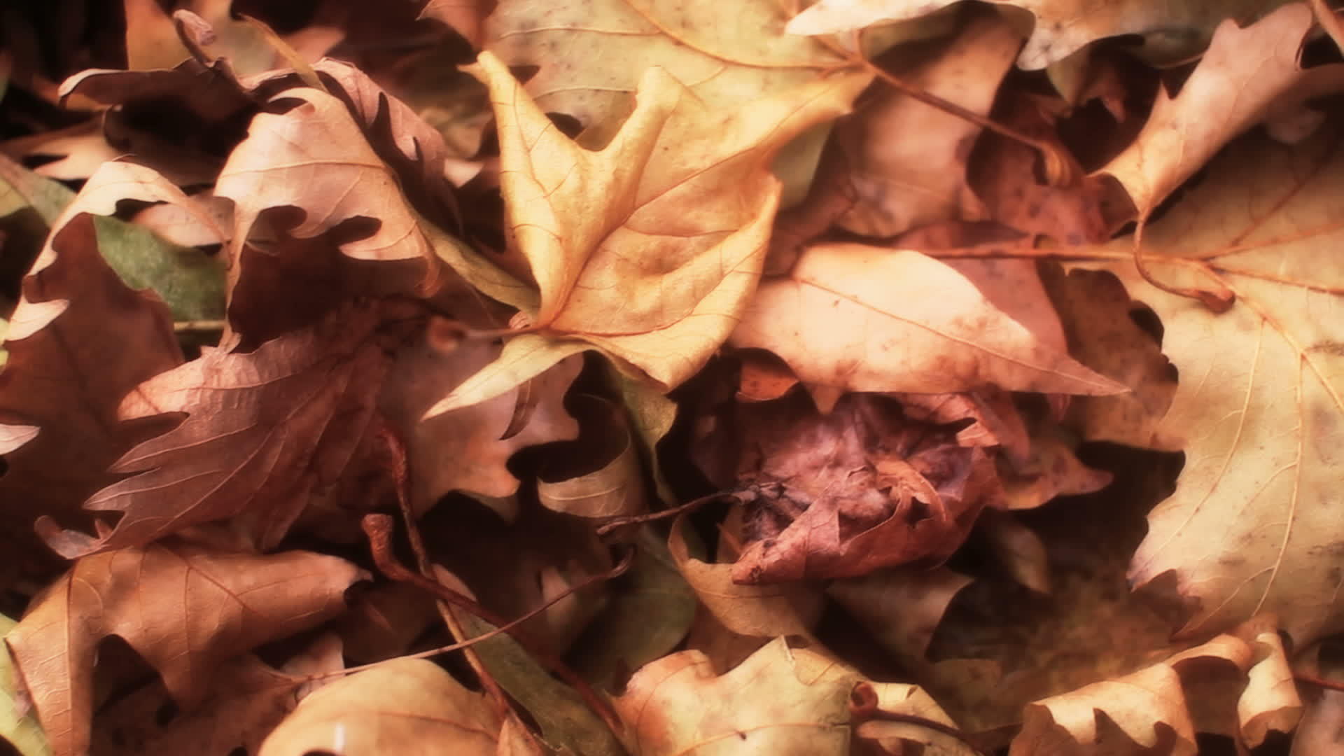 秋叶橡树叶视频的预览图